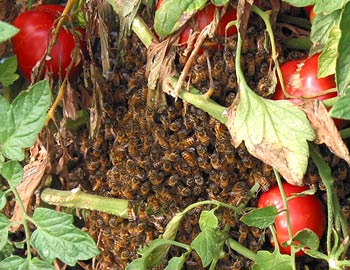 Swarm of Honeybees - A Welcome Guest