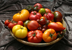 How to Choose the Best Tomatoes for Your Garden