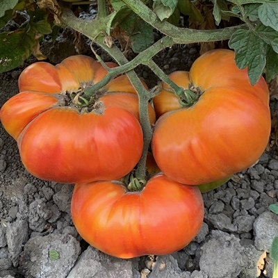 Burraker's Favorite Heirloom Tomato Seeds-Organic