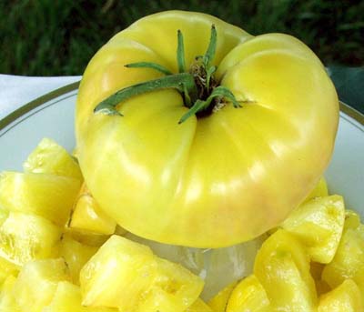 Candy's Old Yellow Heirloom Tomato Seeds