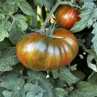 Chocolate Lightning - Dwarf Organic Tomato Seeds | TomatoFest