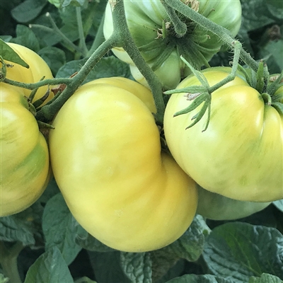 Dwarf Sweet Sue - Organic Tomato Seeds | TomatoFest