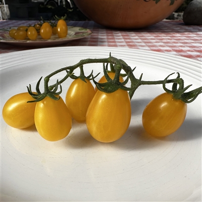 Jaune Coeur de Pigeon Organic Tomato Seeds - TomatoFest