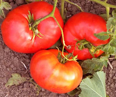 Josephine Carter - Heirloom Tomato