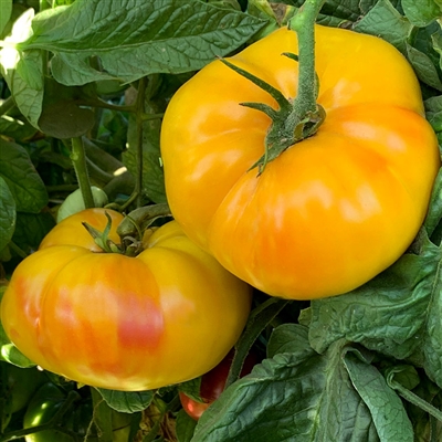 Lucky Cross Tomato Seeds