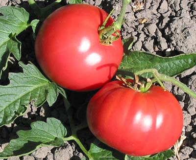 Marlowe Charleston Organic Tomato Seeds | TomatoFest