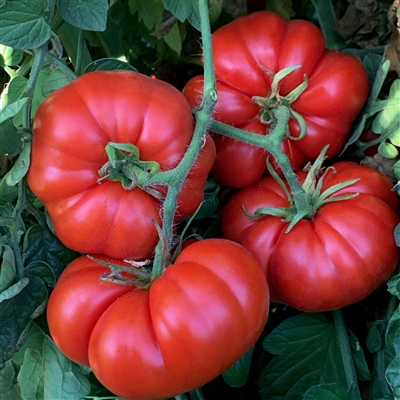 Marmande Organic Heirloom Tomato Seeds | TomatoFest