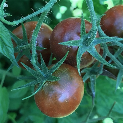 petit chocolate tomato