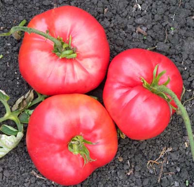 Pink Sweet Organic Tomato Seeds | TomatoFest