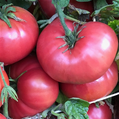 Rosella Crimson - Dwarf Organic Tomato Seeds | TomatoFest