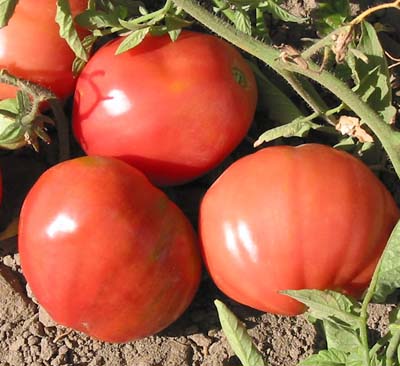 Svetlana Red Organic Tomato Seeds | TomatoFest