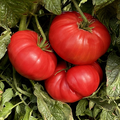 Tomato Beefsteak