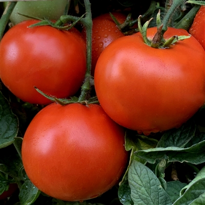 Zogola Organic Heirloom Tomato Seeds | TomatoFest