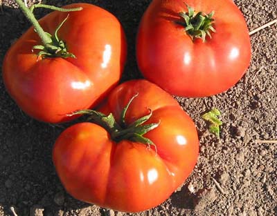 Connie's Cain Organic Tomato Seeds - TomatoFest