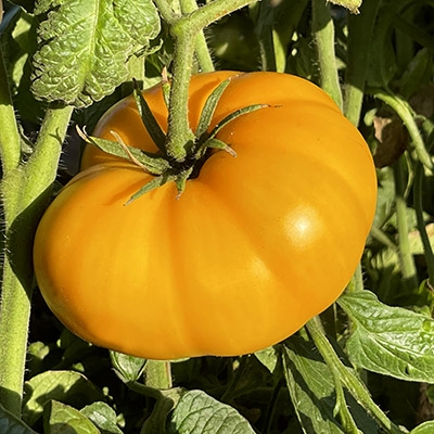 Gary Ibsen's Gold Organic Tomato Seeds - TomatoFest